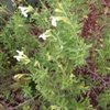 White Autumn Sage